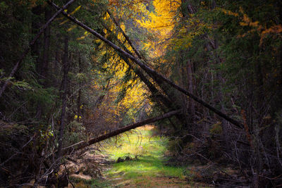 Trees in forest during autumn