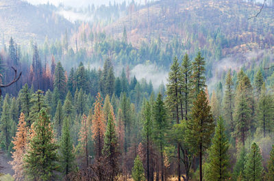 Pine trees in forest