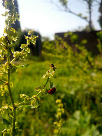 Close-up of insect on flower
