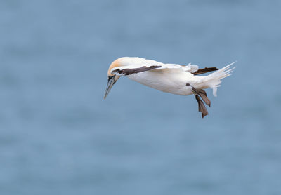 Seagull flying over sea