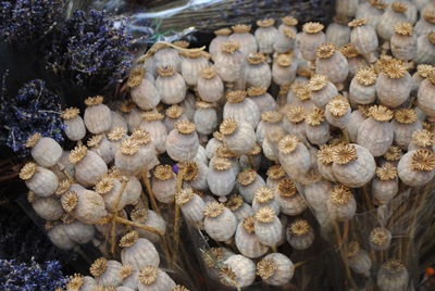 High angle view of lotus pods for sale at market stall