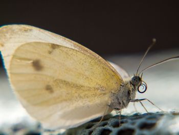 Close-up of butterfly