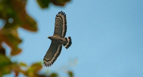 Low angle view of bird flying against clear sky