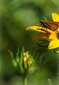 Close-up of insect on yellow flower