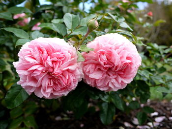 Close-up of pink flowers