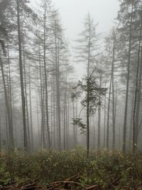 Trees in forest in mist
