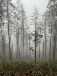 Trees in forest