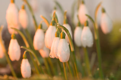 Close-up of flowers blooming outdoors