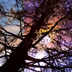 Low angle view of tree against sky