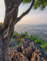 View of tree trunk against rocks