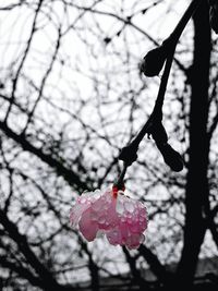 Close-up of cherry blossoms on tree