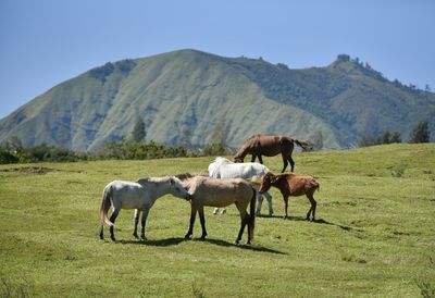 Horses in a field