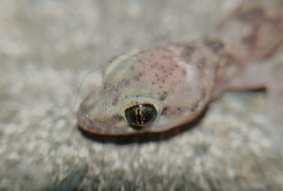 Close-up of dead fish