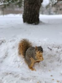 Squirrel on snow covered land