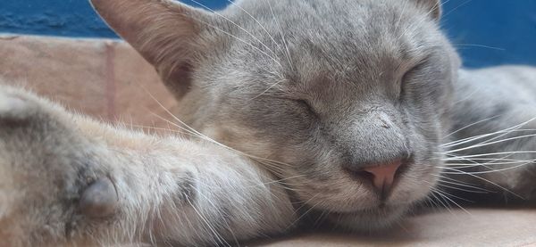 Close-up of cat sleeping
