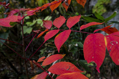 Close-up of red maple leaves during autumn