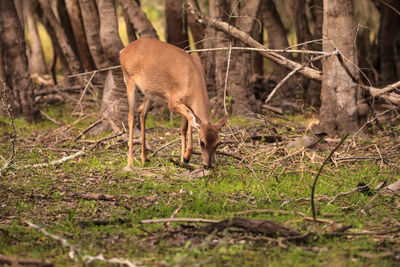 White-tailed deer odocoileus virginianus forages for clover in the wetland 