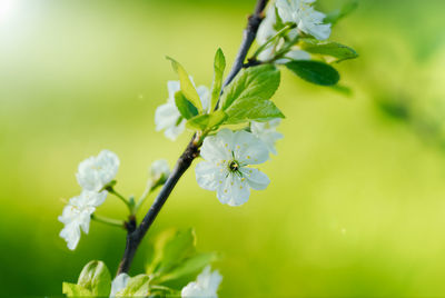 Close-up of white flowering plant