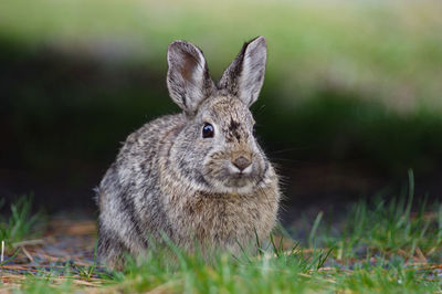 Close-up portrait of a rabbit