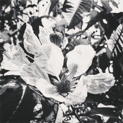 Close-up of leaves