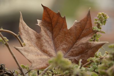 Close-up of dry maple leaves