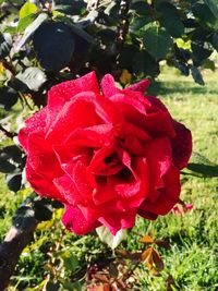 Close-up of red rose