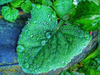 Close-up of wet leaves on rainy day