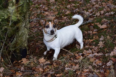 Portrait of dog standing outdoors