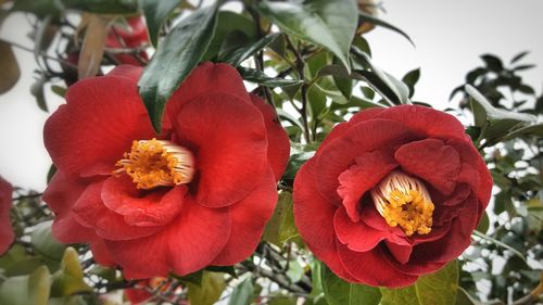 Close-up of red flowers blooming outdoors