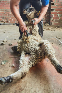 Crop male shearer using electric machine and shearing fluffy merino sheep in barn in countryside