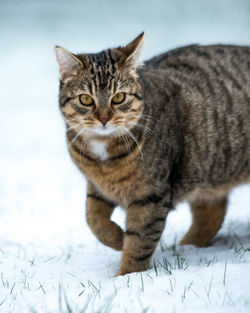 Portrait of tabby cat on field