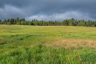 Scenic view of field against sky