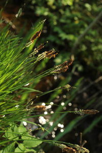 Close-up of fresh green plant