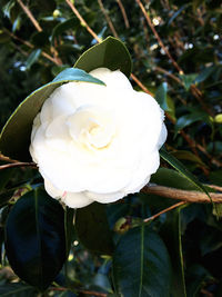 Close-up of white rose