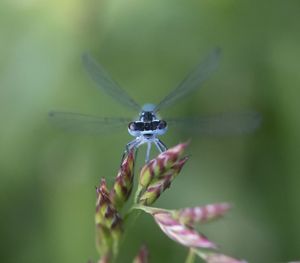 Close-up of insect on flower