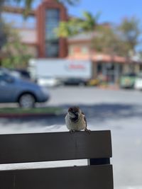 Bird perching on a car