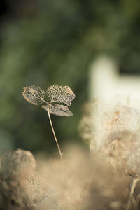 Close-up of wilted flower