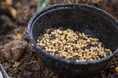 High angle view of breakfast in container