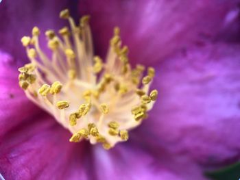 Close-up of purple flowering plant