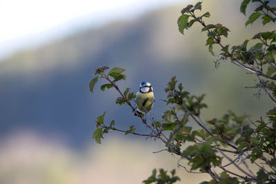 Low angle view of bird perching on a tree