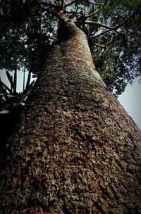 Low angle view of tree against sky