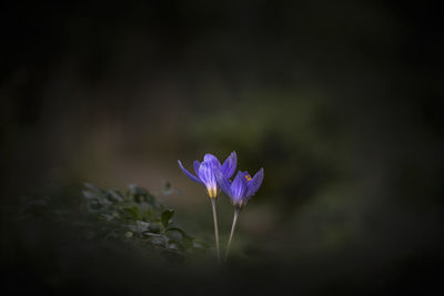 Close-up of purple crocus flower