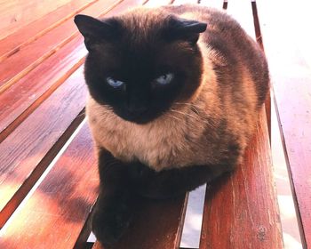 Close-up portrait of cat sitting