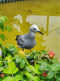 Bird perching on a lake