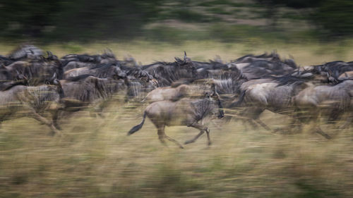 Large group of wildebeest on field