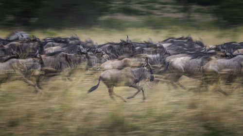 Flock of sheep running