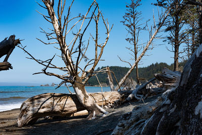 Bare tree on beach against sky