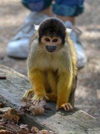 Portrait of monkey sitting on wood