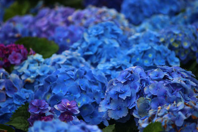 Close-up of purple hydrangea flowers