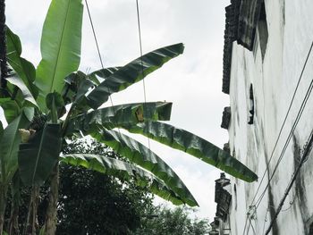 Low angle view of a tree